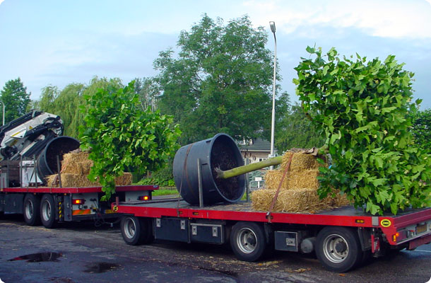 nederhoff plant aflever2