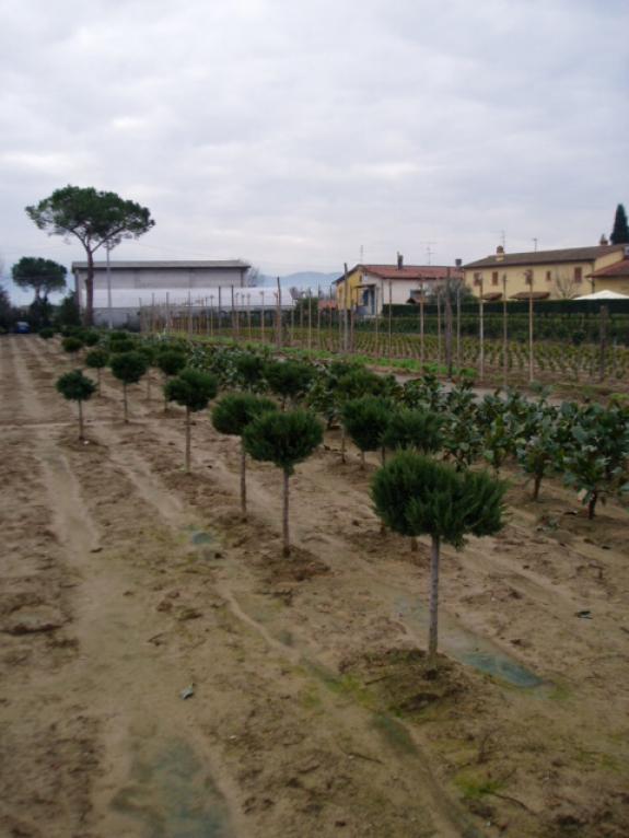 Juniperus in soorten halfstam