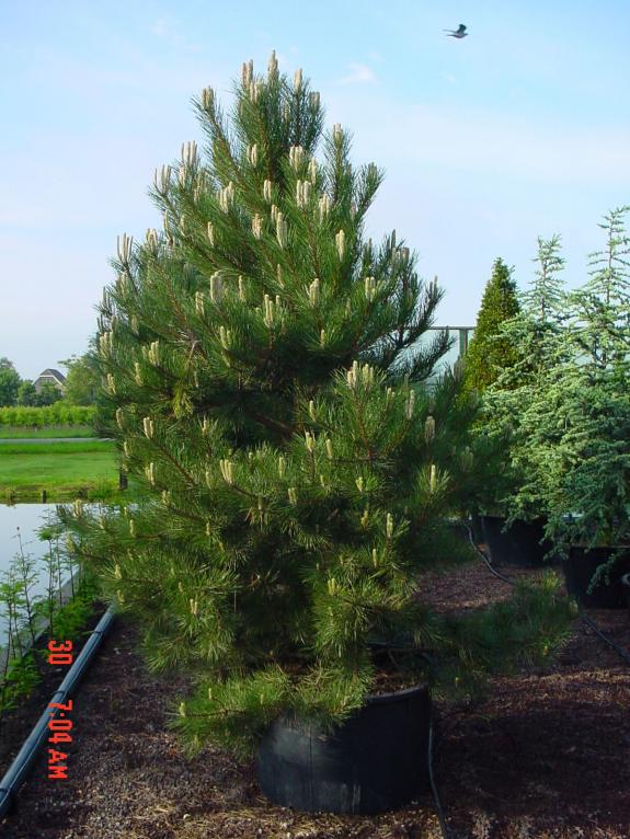Pinus nigra nigra 250-300