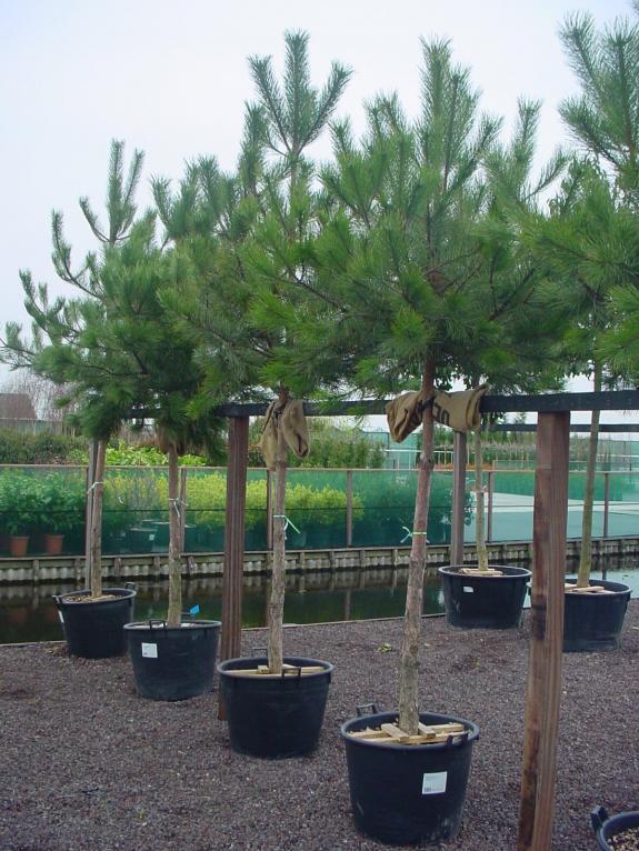 Pinus nigra nigra hoogstam 20-25