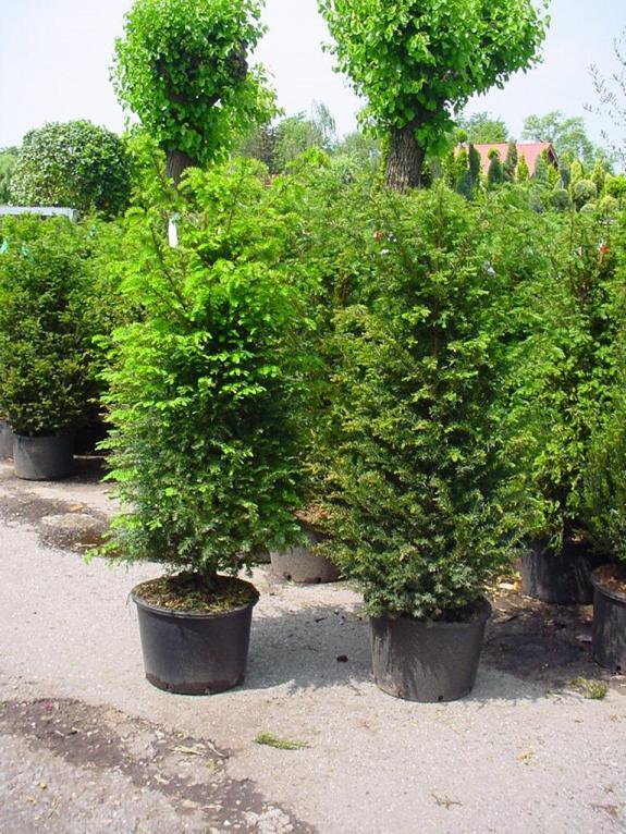 Taxus baccata 125-150