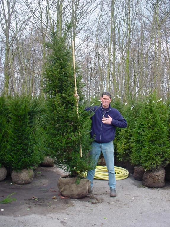 Taxus baccata 200-225