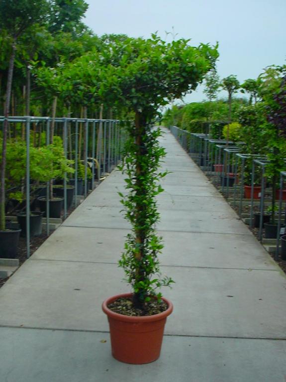 Trachelospermum jasminoides dakvorm