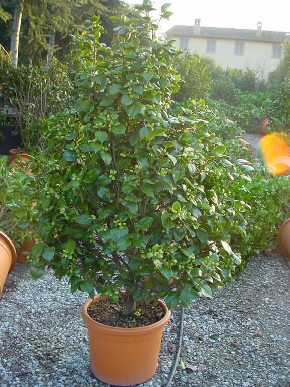 Camellia japonica 125-150