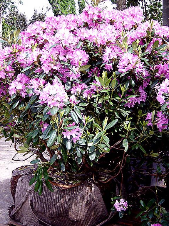 Rhododendron Catawbiense Grandiflorum 120-140