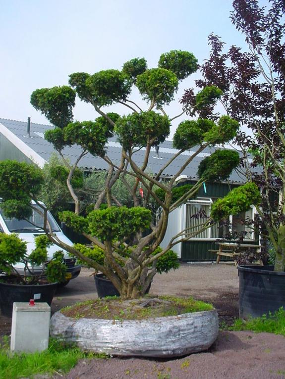Taxus baccata bonsai 300-350 solitair