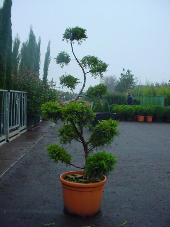 Juniperus bonsai 175-200