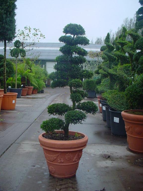 Ilex crenata bonsai 125-150
