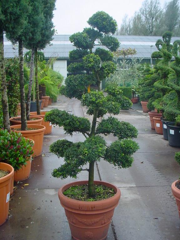 Ilex crenata bonsai 150-175