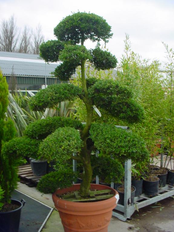 Ilex crenata bonsai 175-200