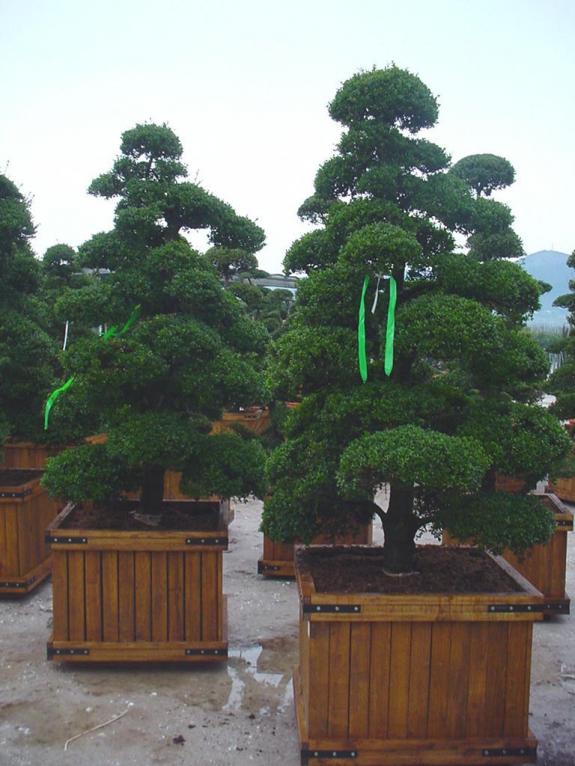 Ilex crenata bonsai 225-250
