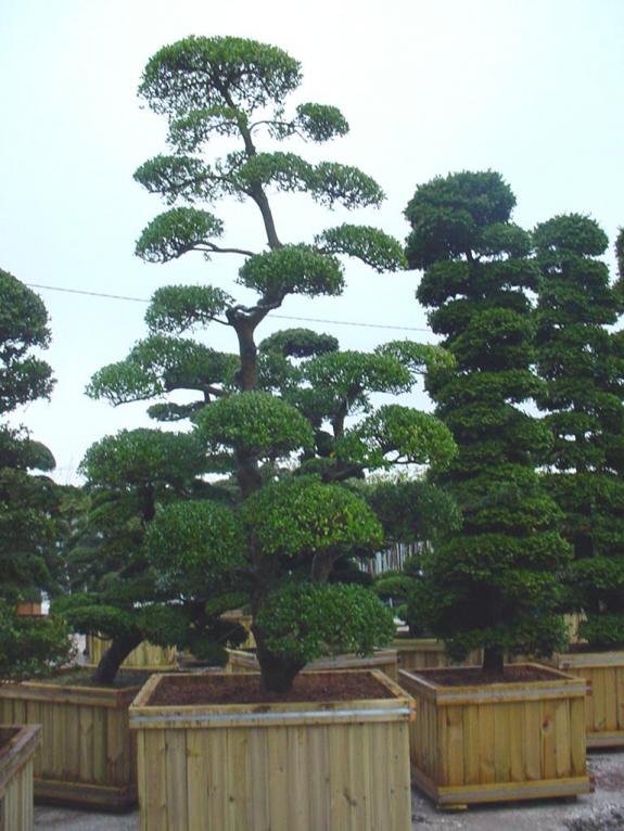 Ilex crenata bonsai 250-300