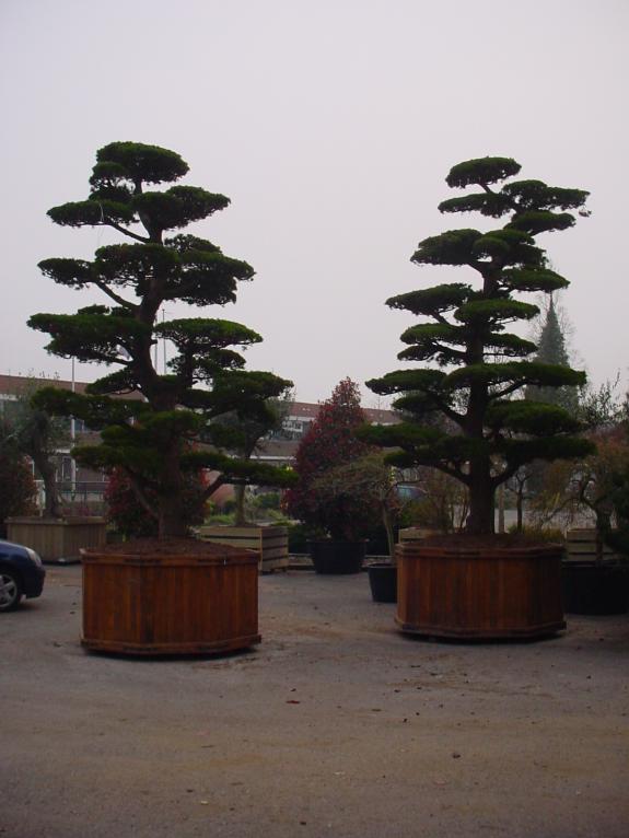 Pinus pentaphylla bonsai
