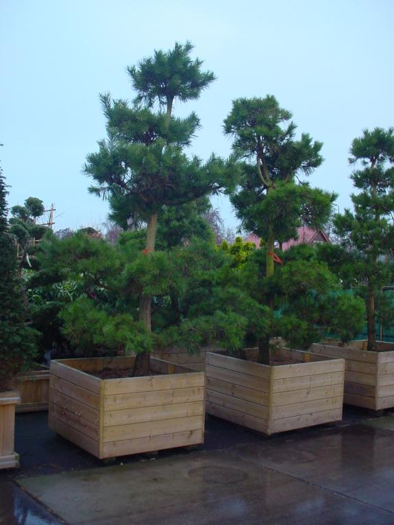 Pinus sylvestris bonsai 250-300