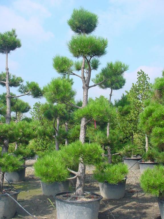 Pinus nigra nigra bonsai 250-300