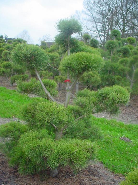Pinus montana bonsai