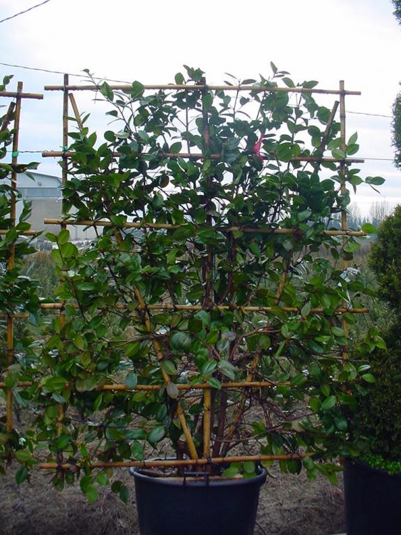 Camellia leistruik