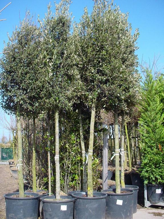 Quercus ilex 25-30HO c250