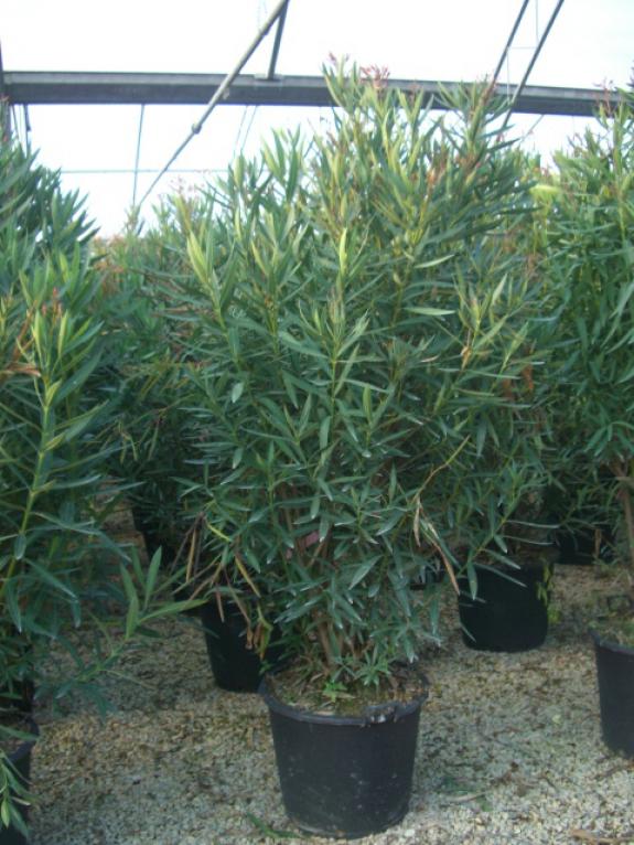 Nerium oleander 175-200