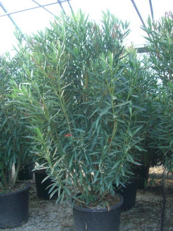 Nerium oleander 200-250