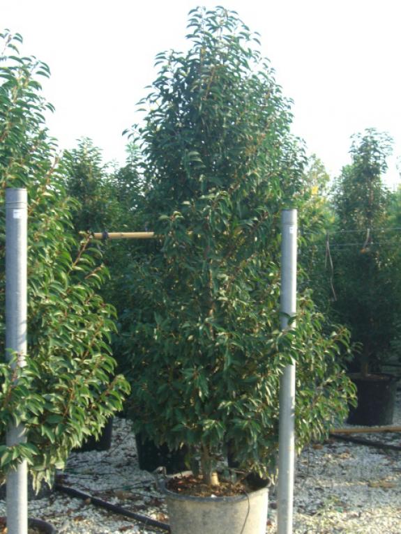 Prunus lusitanica 175-200 c50