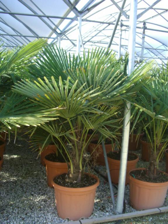Trachycarpus fortunei 40-50ST