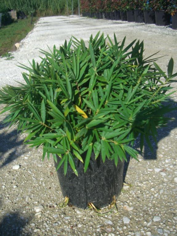 Bambusa nana c10