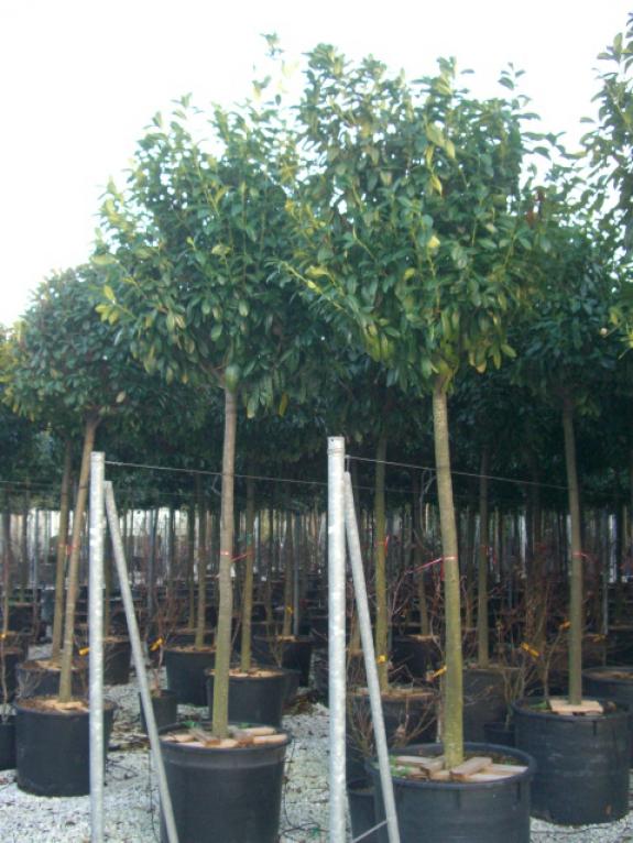 Prunus laurocerasus Novita 18-20HO