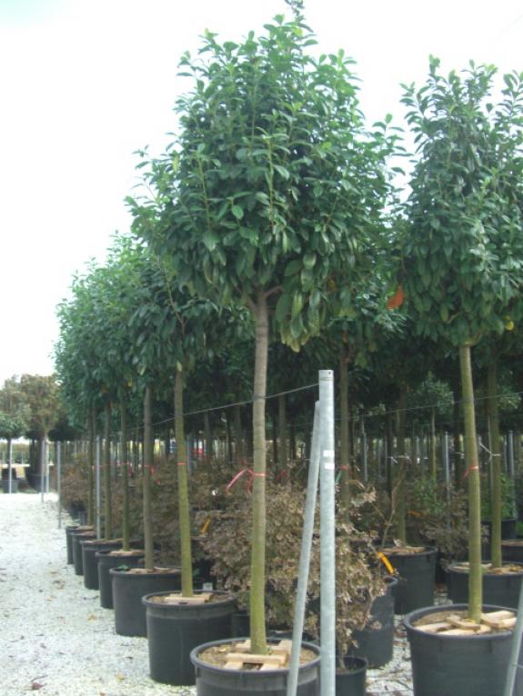 Prunus laurocerasus Novita 18-20HO