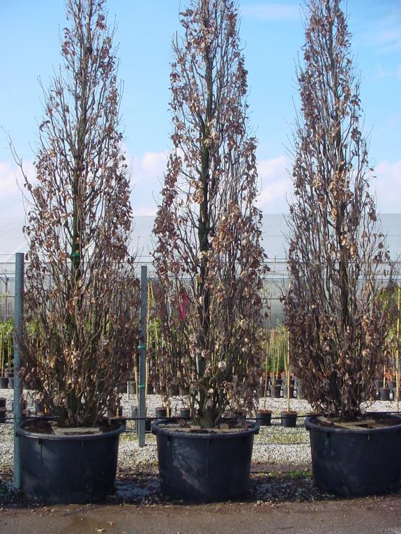 Quercus robur Fastigiata Koster 500-600