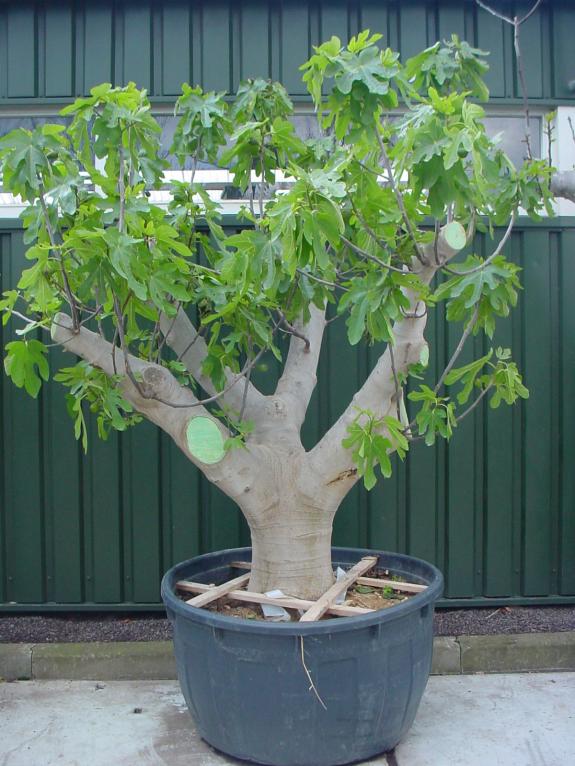 Ficus carica Solitair