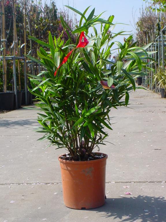 Nerium oleander 60-80