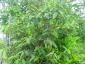 Viburnum rhitydophyllum 175-200