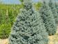 Picea pungens Koster
