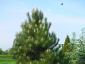 Pinus nigra nigra 250-300