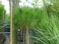 Pinus pinea 100/stam