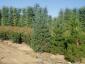 Pinus sylvestris 200-300