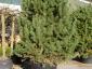 Pinus sylvestris solitair