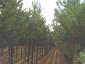 Pinus sylvestris hoogstam