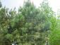 Pinus sylvestris hoogstam solitair