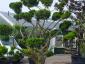 Taxus baccata bonsai solitair extra