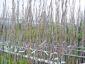wisteria 200-250 c10