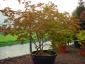 Acer japonicum Aconitifolium solitair extra