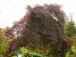 Acer palmatum Garnet halfstam solitair extra