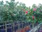 Camellia japonica halfstam