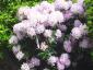 Rhododendron Album Novum