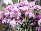 Rhododendron Catawbiense Grandiflorum 120-140