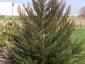 Sequoiadendron giganteum 200-250
