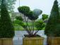 Taxus baccata bonsai 175-200 solitair