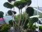 Taxus baccata bonsai 250-300 solitair
